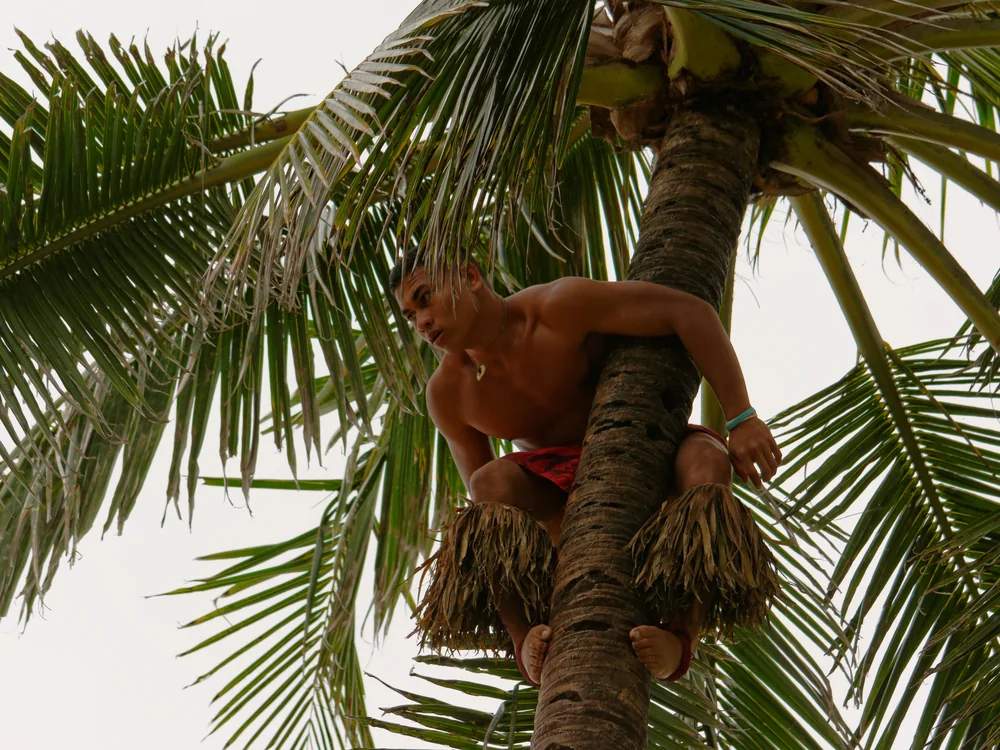 A young man climbing a 40-foot coconut tree bare-footed at the Polynesian Cultural Center's Samoa village